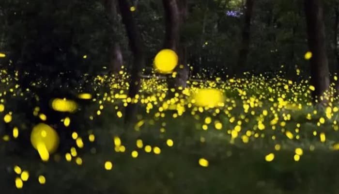 愜意情調｜滿天星花賞夜趣